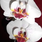 Orchidee