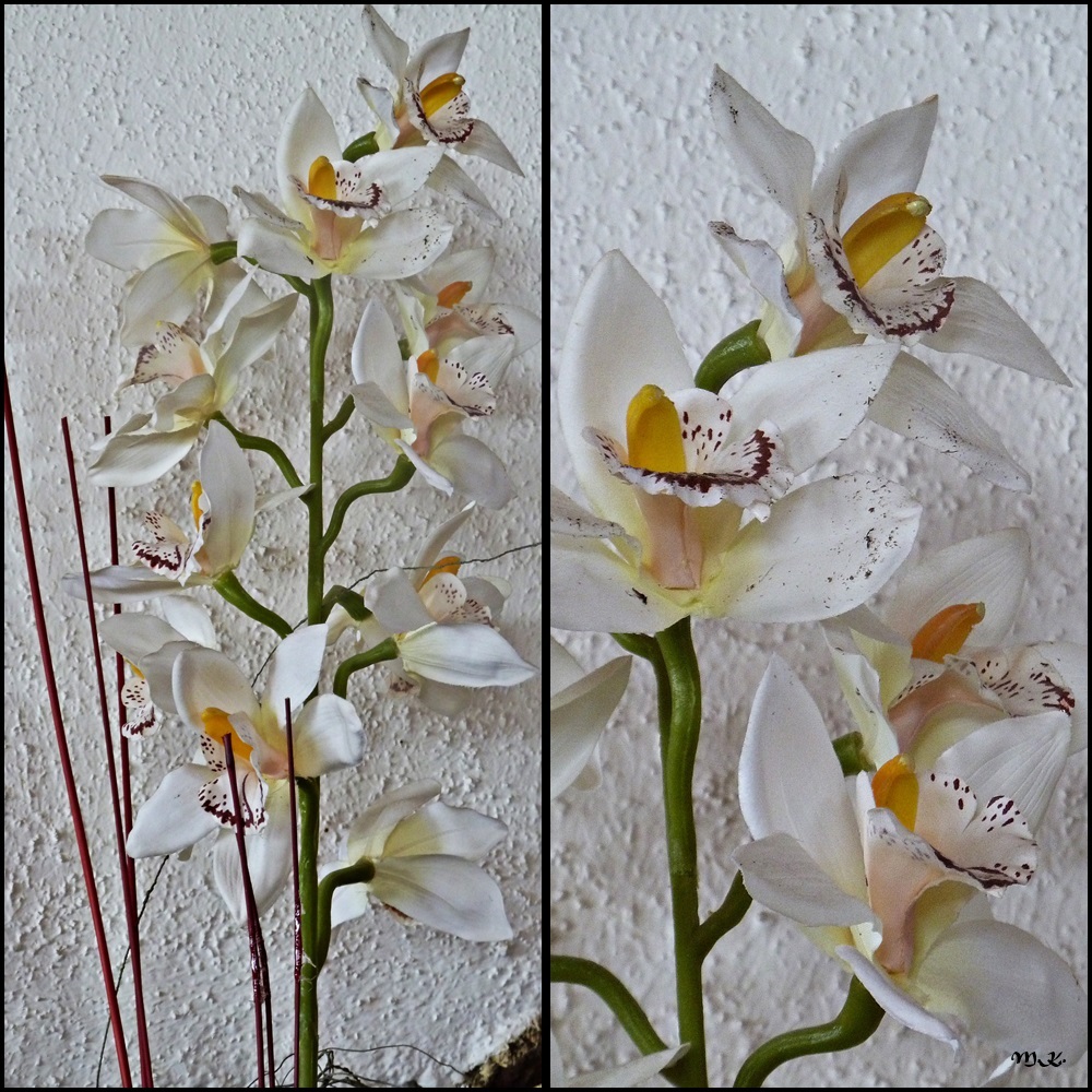 Orchidee