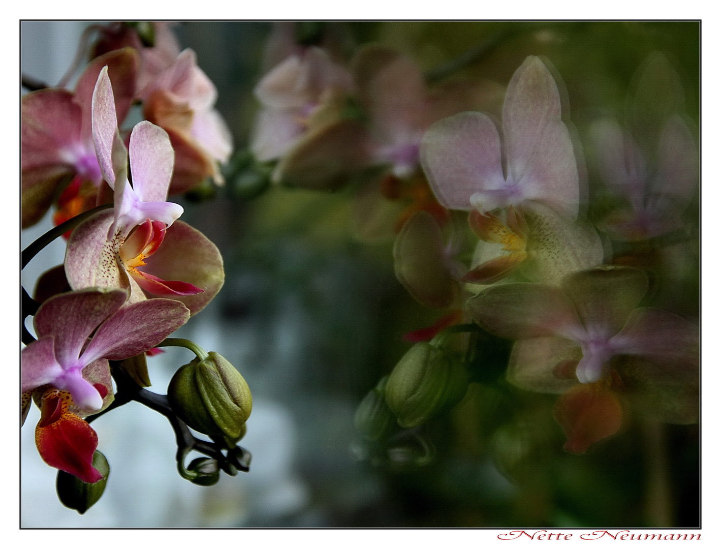 Orchidee