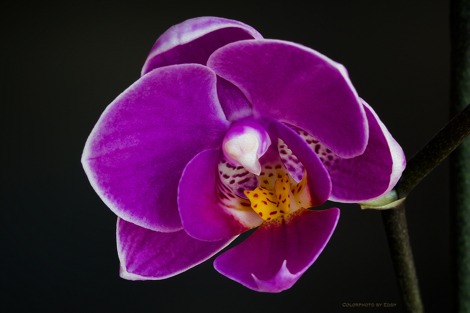" Orchidee "