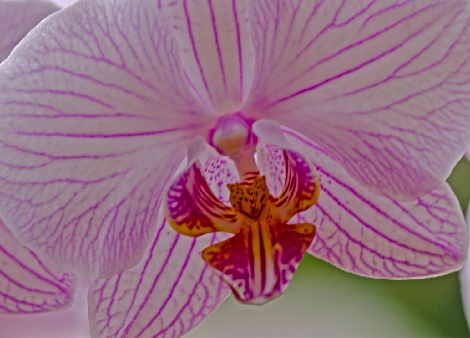 orchidée