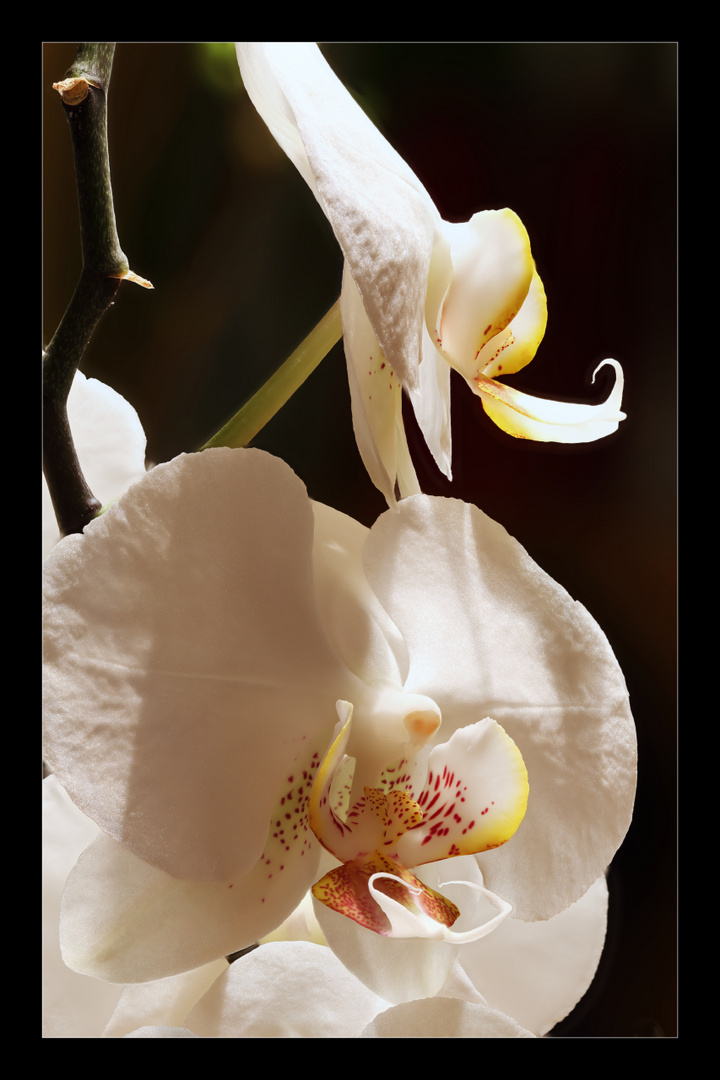 Orchidee