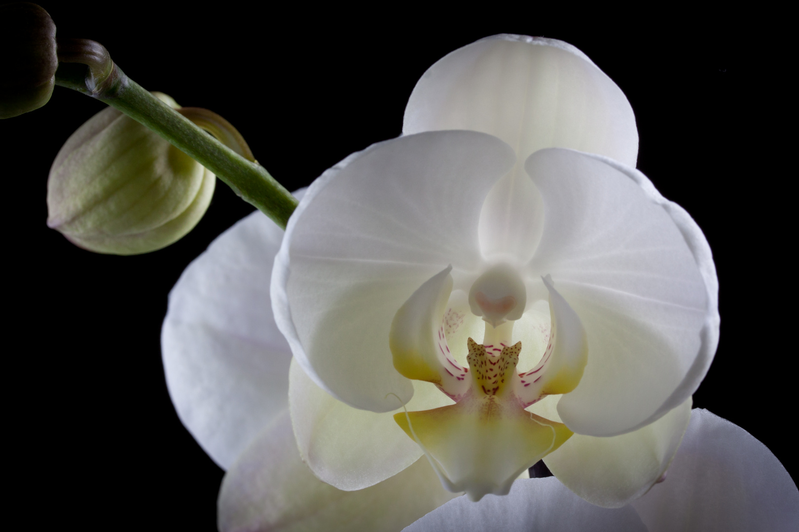 Orchidee