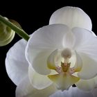 Orchidee