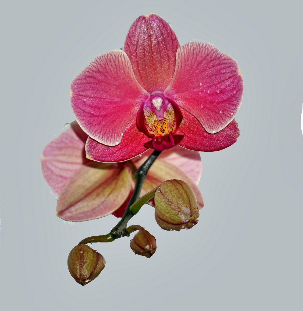 Orchidee 