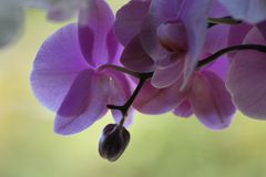 Orchidee