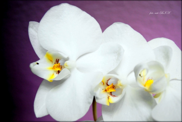 Orchidee