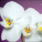 Orchidee