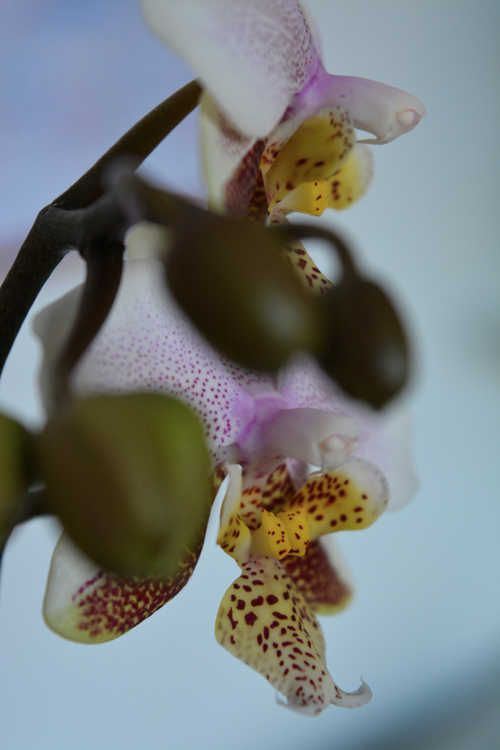 Orchidee