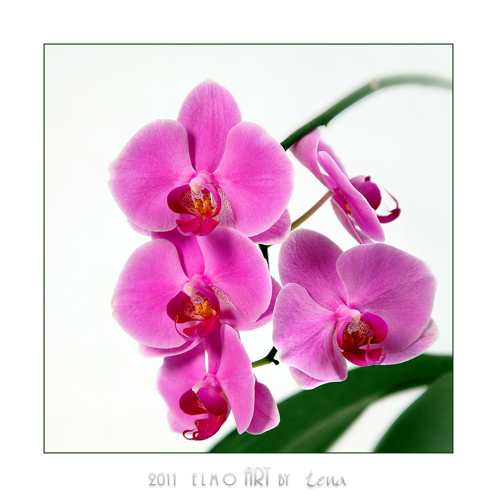 Orchidee