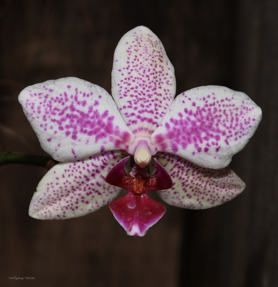 Orchidee