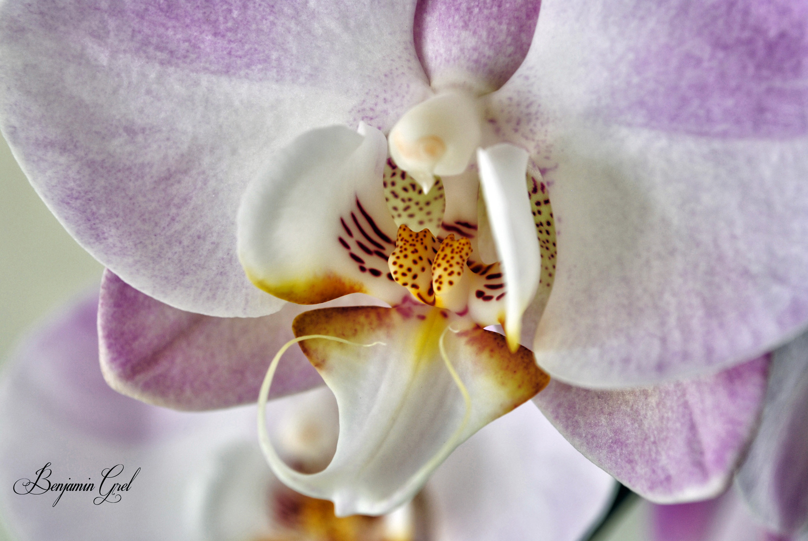 Orchidée