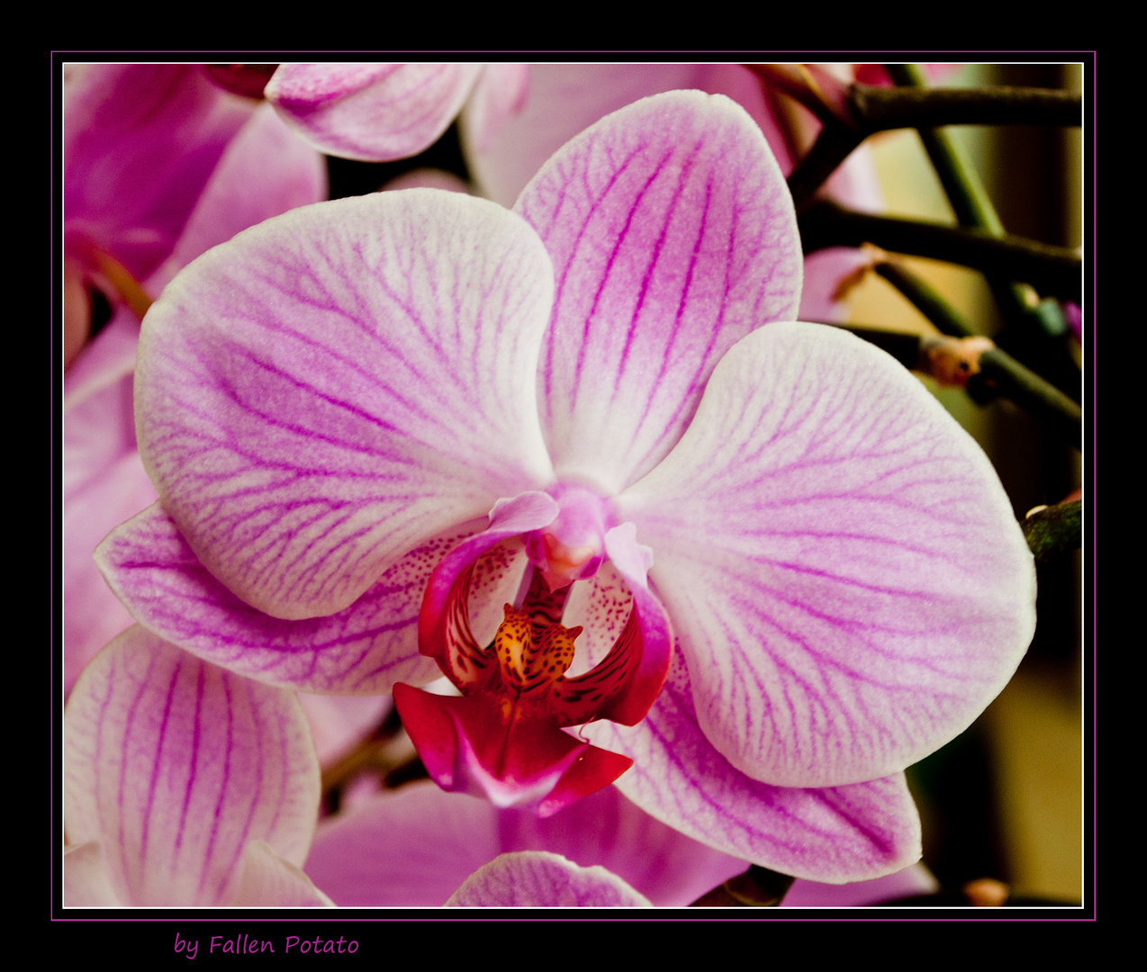 Orchidee