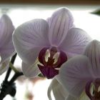 orchidee