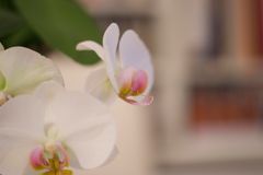 Orchidee