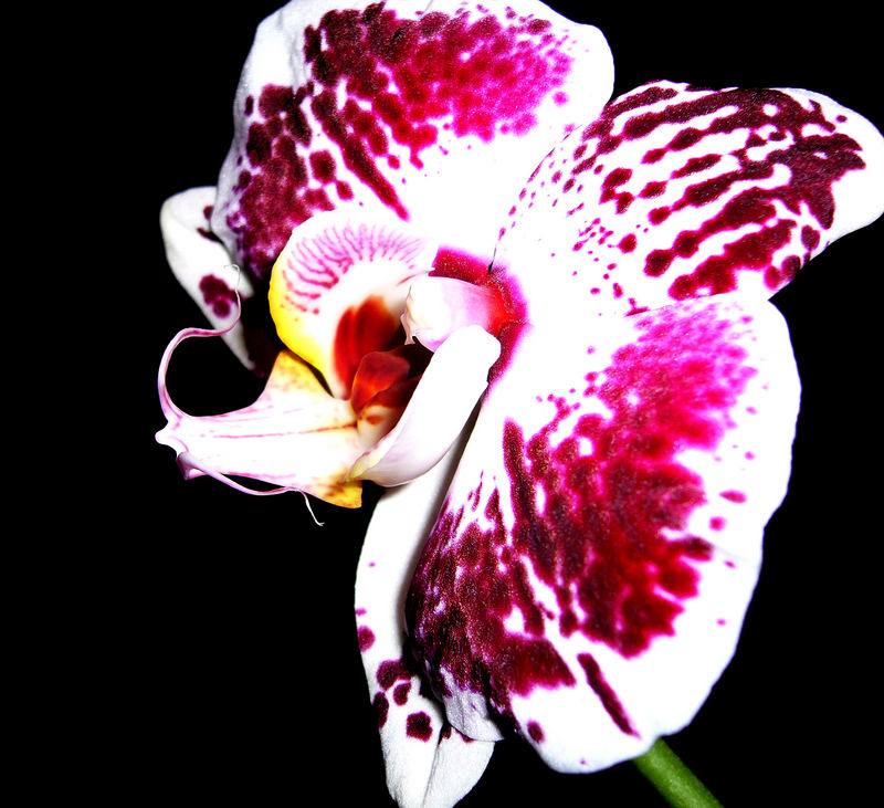 Orchidee