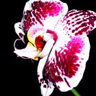 Orchidee