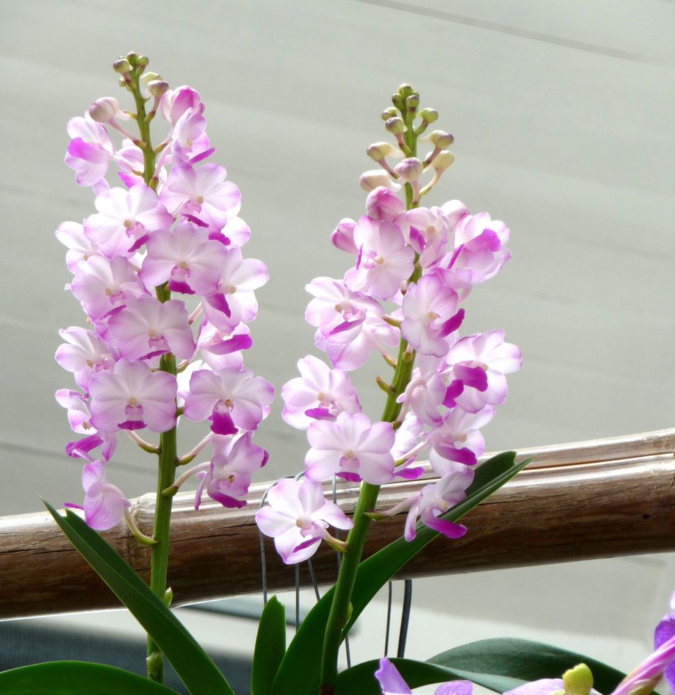 Orchidee