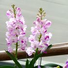 Orchidee