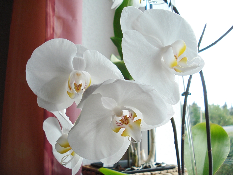 Orchidee