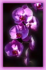 Orchidee