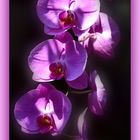 Orchidee