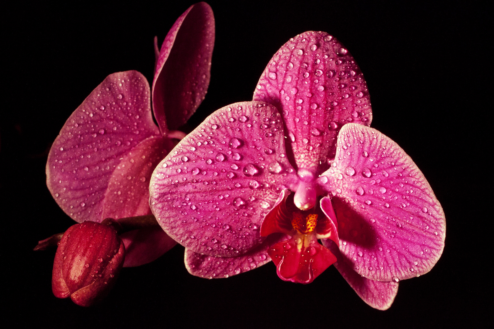 Orchidee