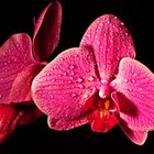 Orchidee