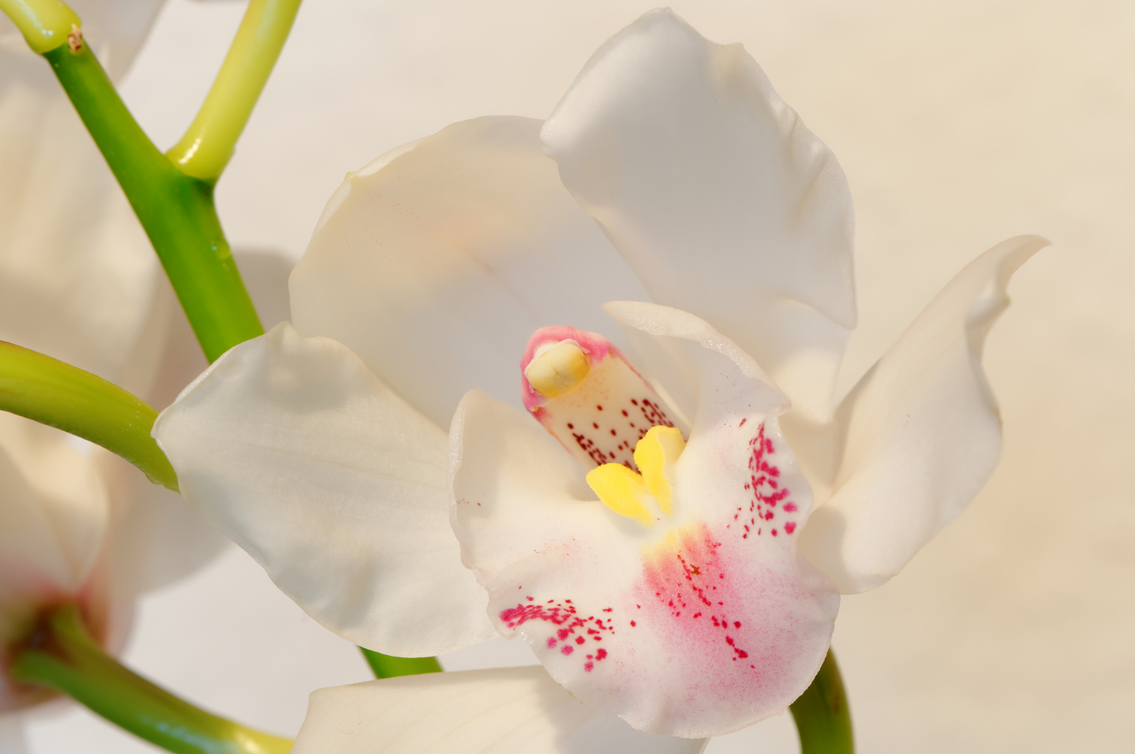 Orchidee