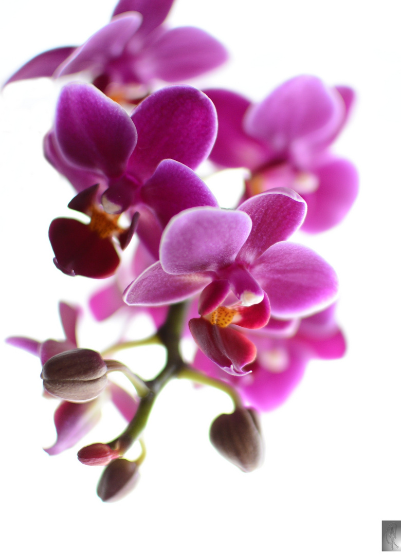 Orchidee