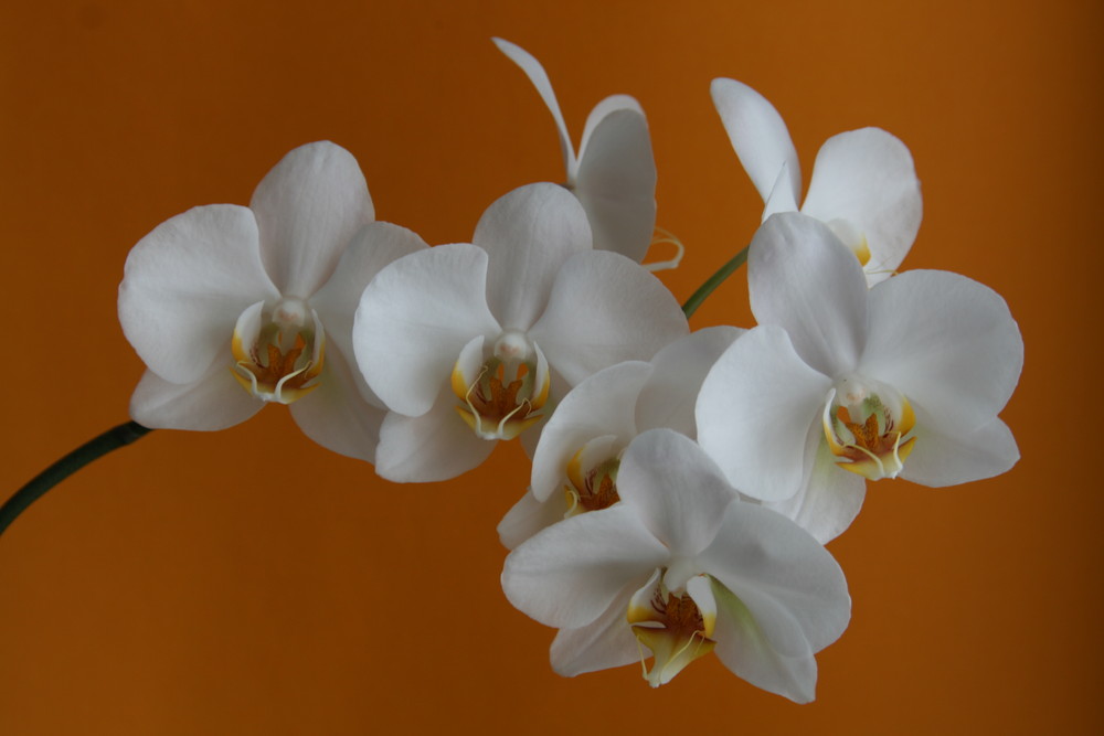 OrchIDEE