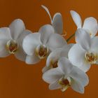 OrchIDEE