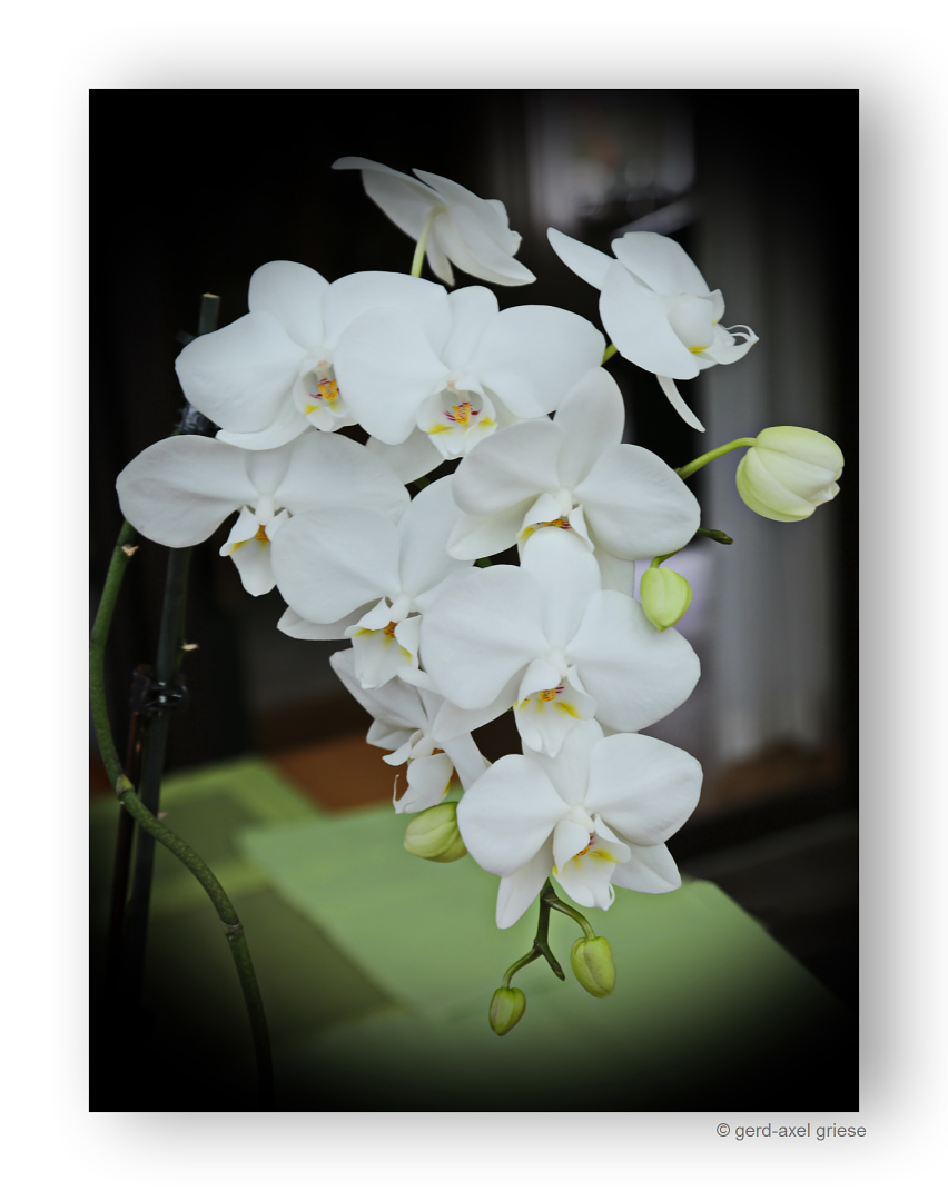 Orchidee # 7903