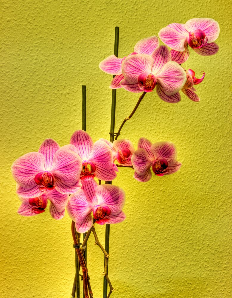 orchidee