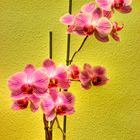 orchidee