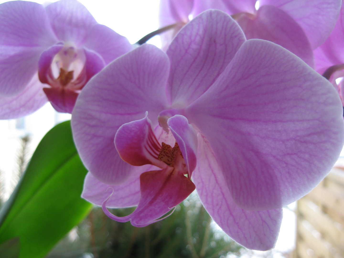 Orchidee