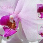 Orchidee