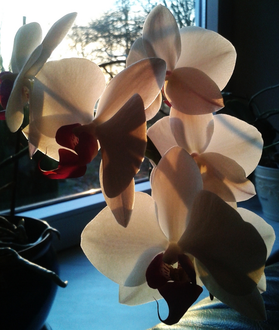 Orchidee