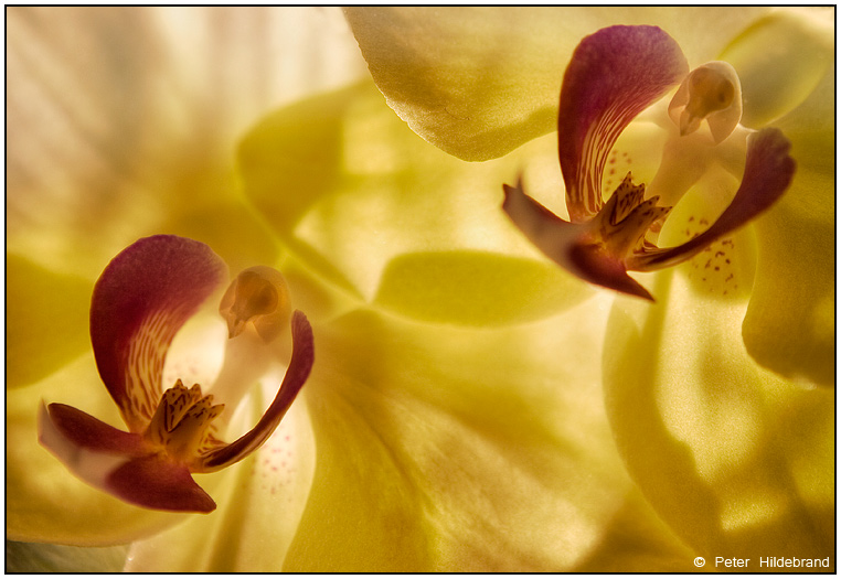 OrchIdee