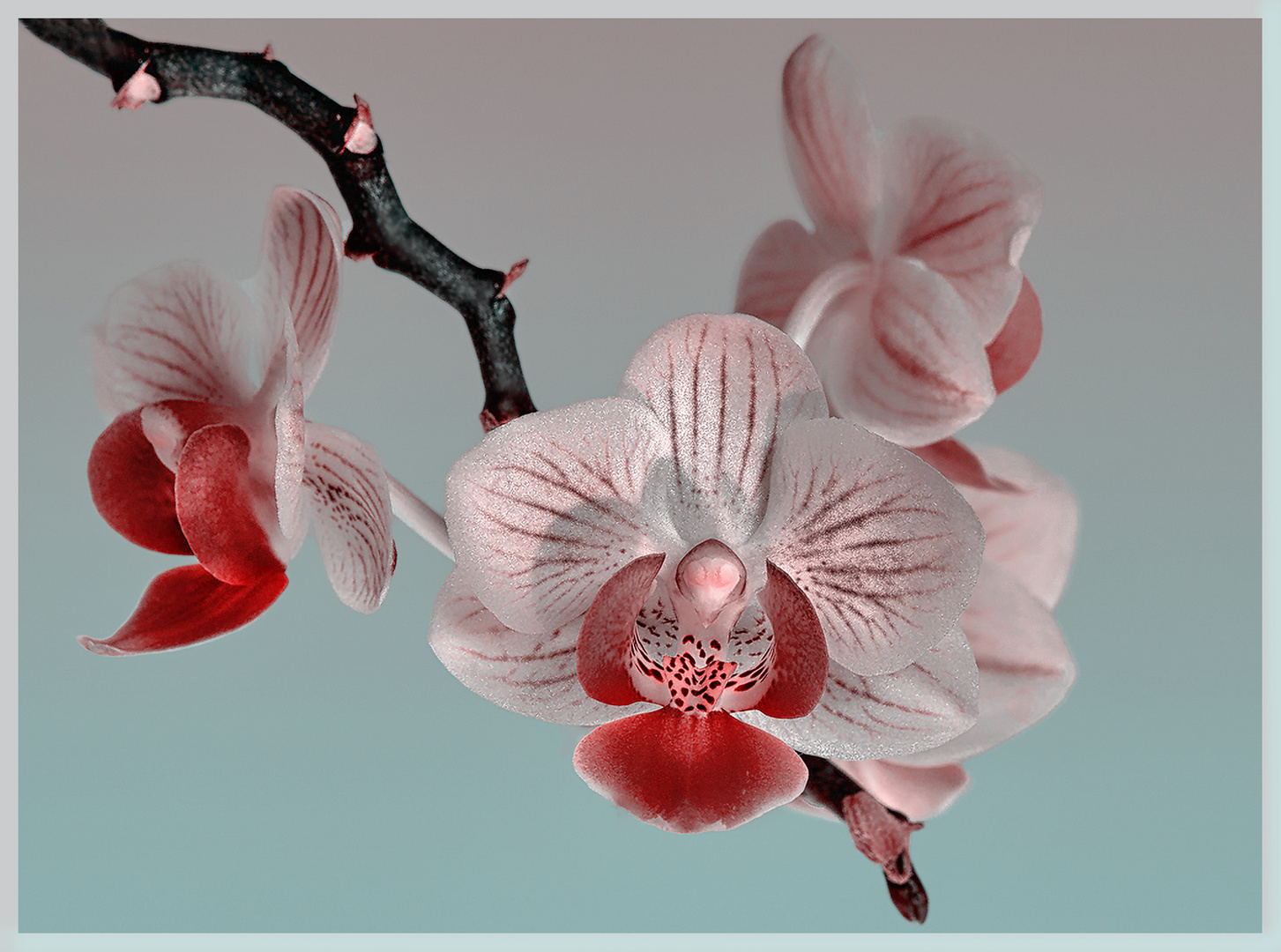 Orchidee 