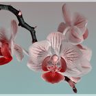 Orchidee 