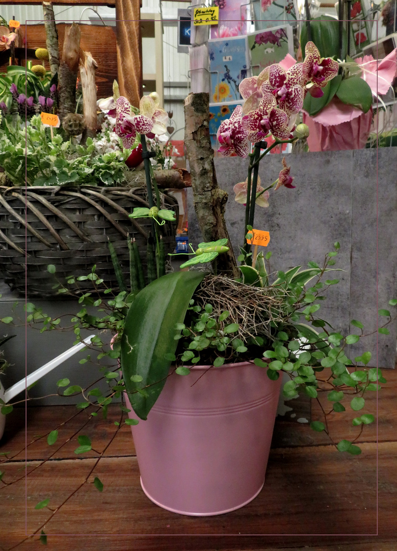 Orchidee