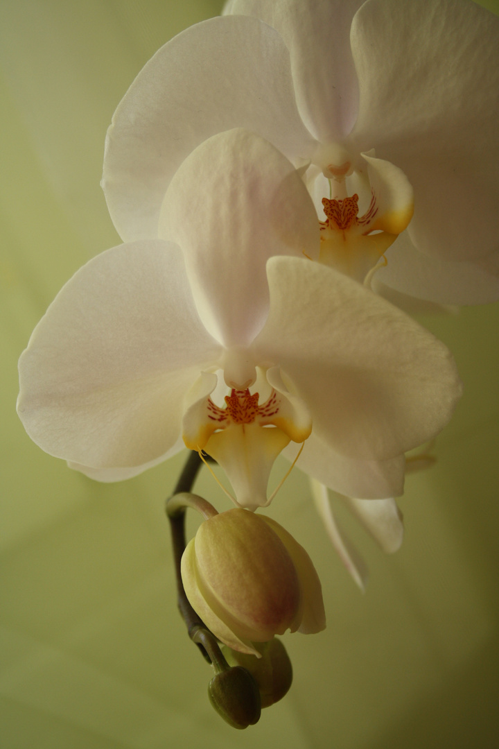 Orchidee