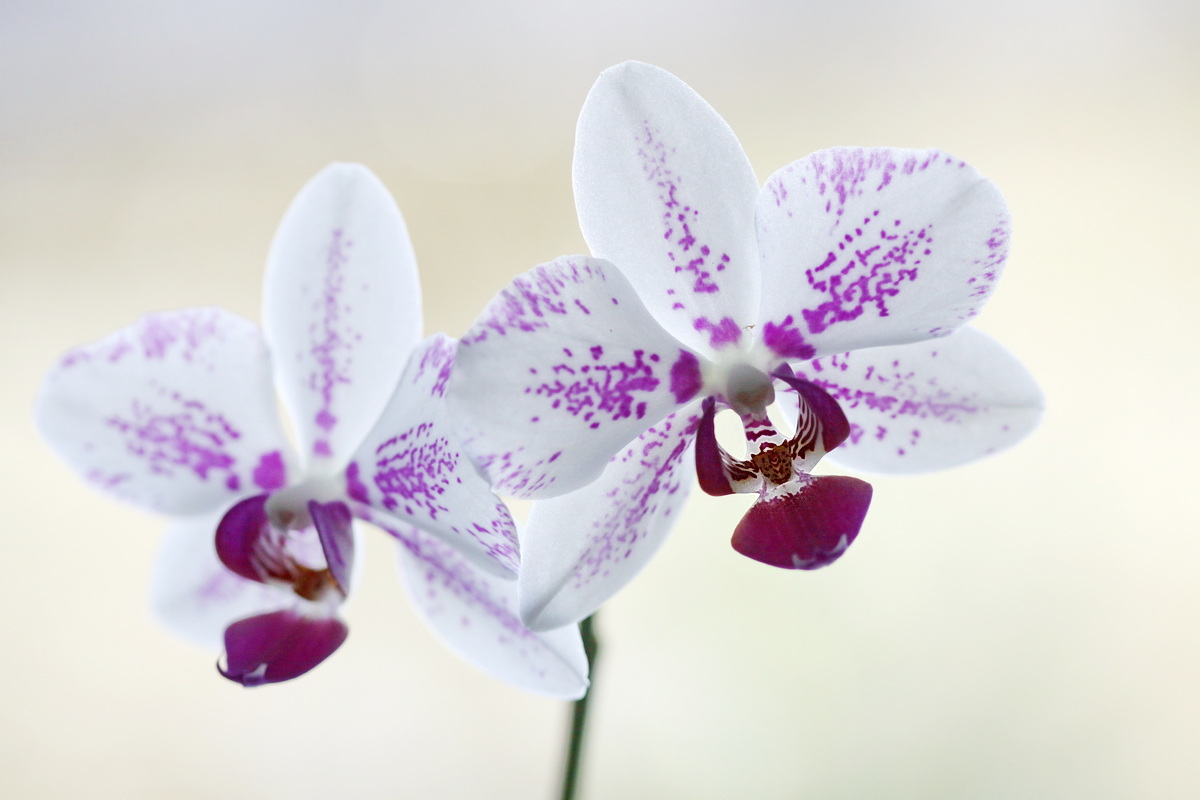 Orchidee 