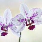 Orchidee 