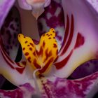 Orchidee