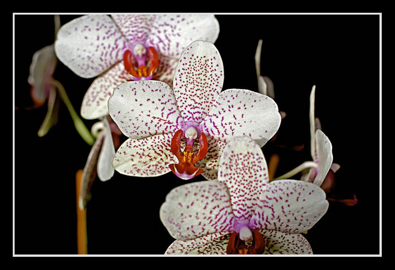 Orchidee