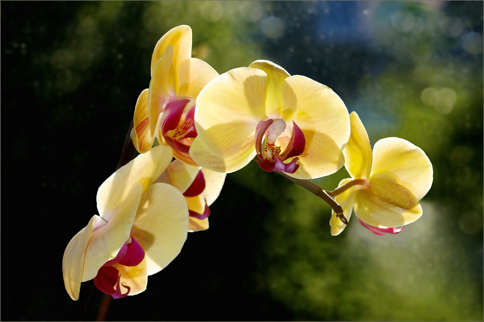 Orchidee