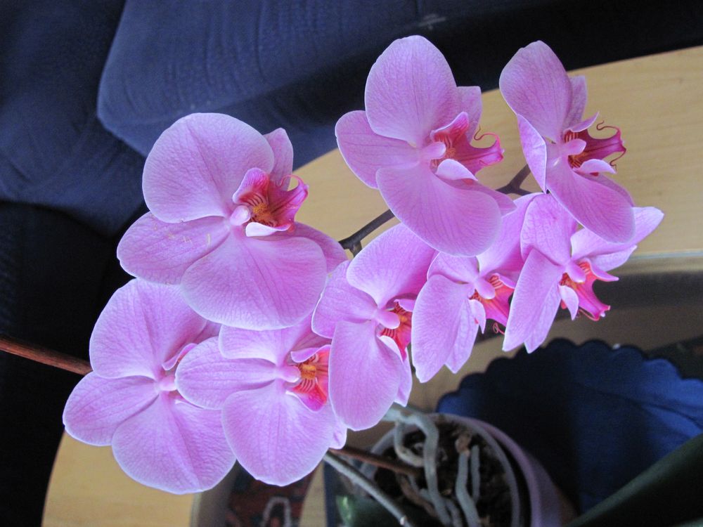 Orchidee