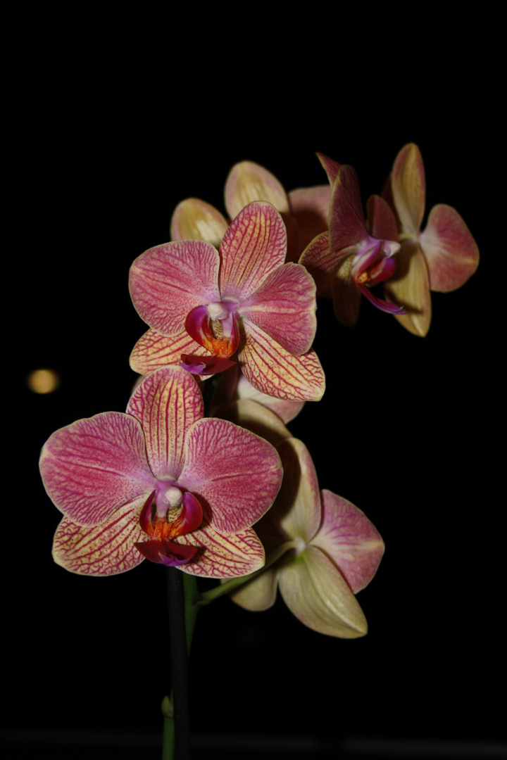 Orchidee